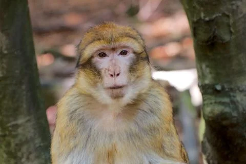 Single barbary ape Stock Photos