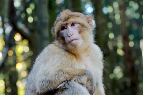 Single barbary ape Stock Photos