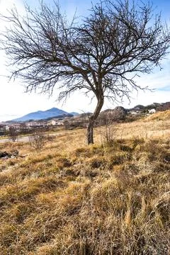 Single bare autumn tree in the mountains Stock Photos
