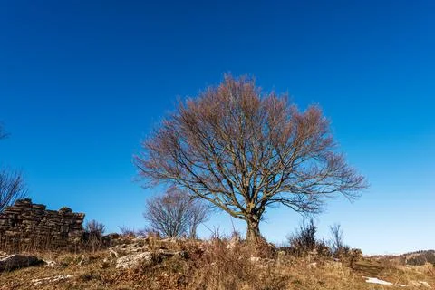 Single Bare Tree and Karst Formations in Lessinia Plateau Veneto Italy Stock Photos