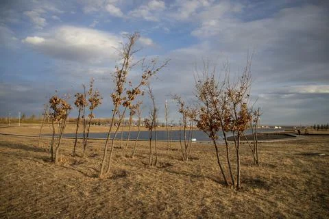 Single Bare Tree On Dry Prairie Under Bright Partly Cloudy Sky Stock Photos