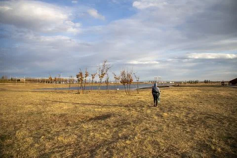 Single Bare Tree On Dry Prairie Under Bright Partly Cloudy Sky Stock Photos