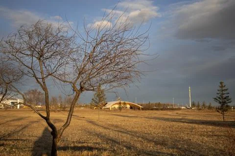 Single Bare Tree On Dry Prairie Under Bright Partly Cloudy Sky Stock Photos