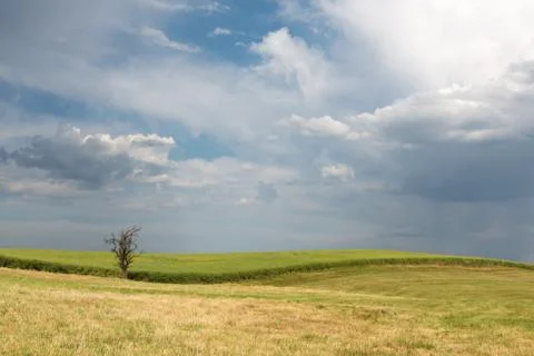 A single bare tree at the edge of the field Stock Photos