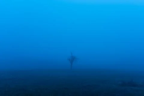 Single bare tree in the glowing blue fog Foto stock