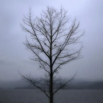 Single bare tree with grey sky Stock Photos
