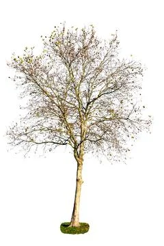 Single Bare Tree Isolated On White Background Stock Photos