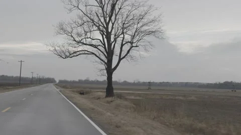Single Bare Tree On The Side Of The Road Stock Footage 228666621