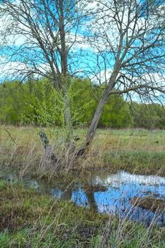 A single bare tree standing in a meadow in a large puddle in the spring. Dull Stock Photos