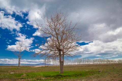 Single bare tree stands in a meadow under clouds Stock-Fotos