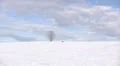 Single bare tree on winter day HD Footage
