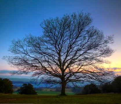 Single bare winter tree against vibrant sunset Stock Photos