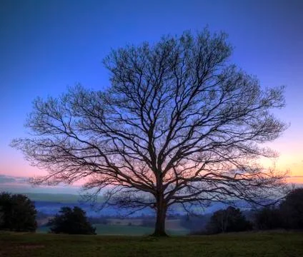 Single bare winter tree against vibrant sunset Stock Photos