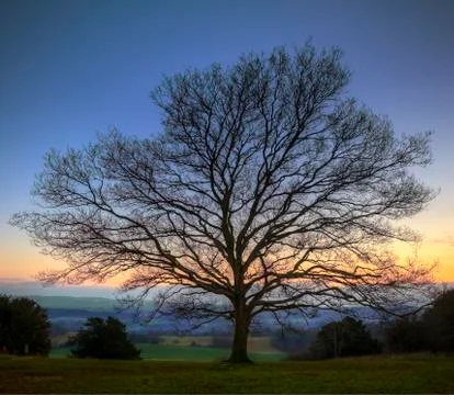 Single bare winter tree against vibrant sunset Stock Photos