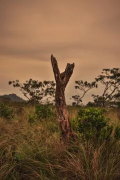 Single Bark at the top of the mountain during the sunset Stock Photos