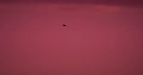 Single barn swallow flying against clean magenta pink sky at sunset, slow motion Stock Footage 336335958