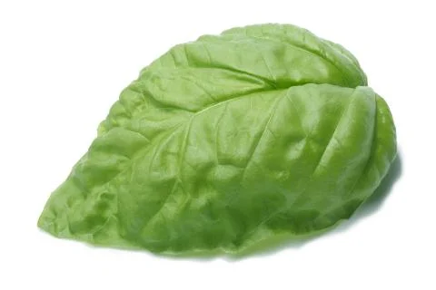 Single basil leaf Stock Photos