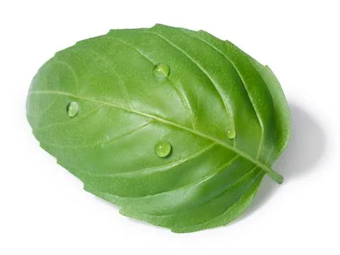Single basil leaf Stock Photos
