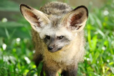 Single bat-eared-fox in public zoo, Stock Photos