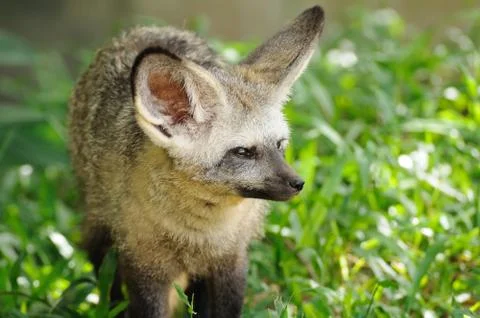 Single bat-eared-fox in public zoo, Foto stock