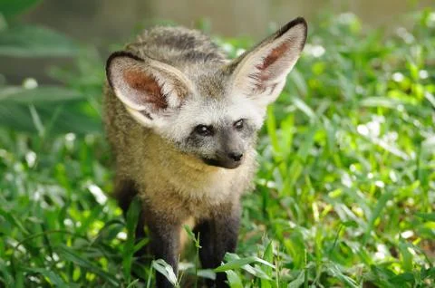 Single bat-eared-fox in public zoo, Stock Photos