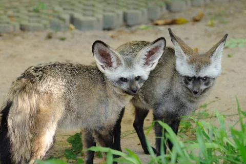 Single bat-eared-fox in public zoo, Stock Photos