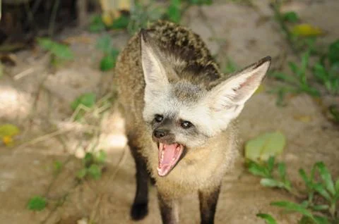 Single bat-eared-fox in public zoo, Stock Photos