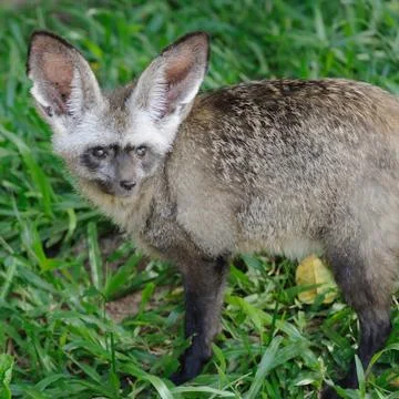 Single bat-eared-fox in public zoo, Foto stock