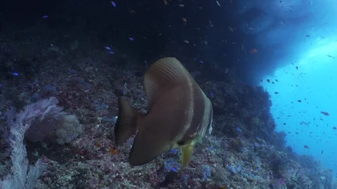 A Single Batfish Enjoys Being Cleaned Stock Footage 105272725