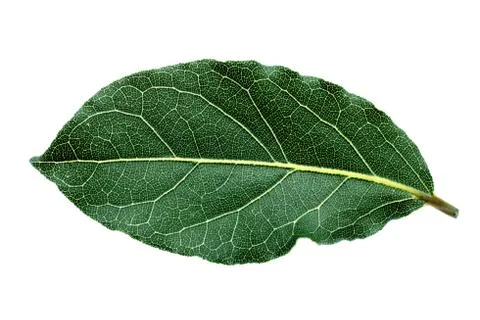 Single bay leaf Stock Photos