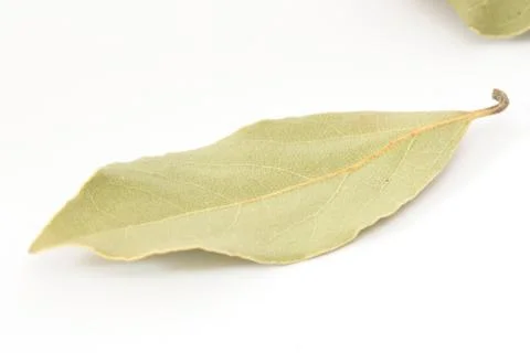 Single bay leaf piece Stock Photos