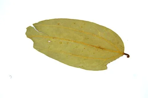 Single bay leaf on white background Stock Photos