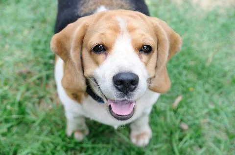 Single beagle looking up Stock Photos