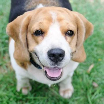 Single beagle looking up Stock Photos