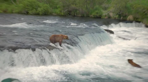 Single Bear On Waterfall at Brooks River Alaska Stock Footage 42403264