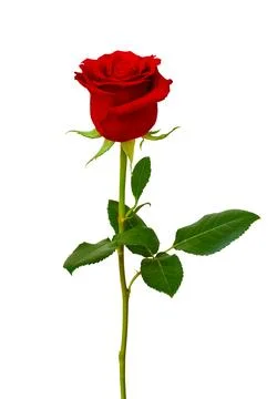 Single beautiful red rose isolated on white background. Stock Photos