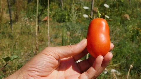 Single beautiful red salad tomato hold by woman hand. Italian food. Close up sho Stock Footage 137301035