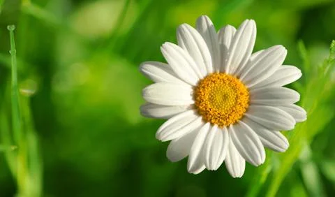 Single beautiful white daisy Stock Photos