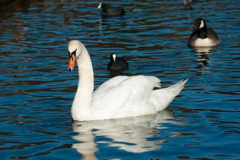 Single beautiful white swan in deep blue lake Stock Photos