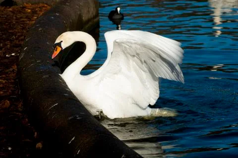 Single beautiful white swan open feather and wings  Stock Photos
