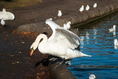 Single beautiful white swan Stock Photos
