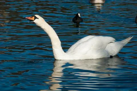 Single beautiful white swan Stock Photos