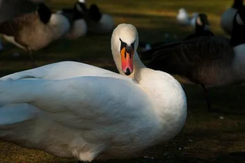 Single beautiful white swan Stock Photos