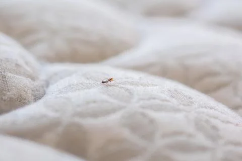 Single Bedbug on a white bed mattress Stock Photos