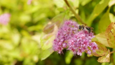 A single bee collecting pollen, sitting on a blooming Meadowsweet flower Stock Footage 165780947