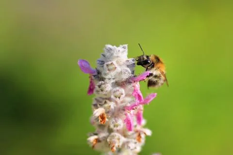 Single bee on a flower Stock Photos