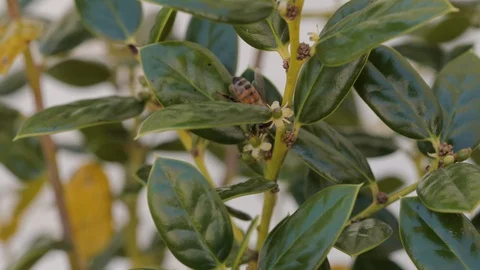 Single bee landing on flower and pollinating Stock Footage 128773684