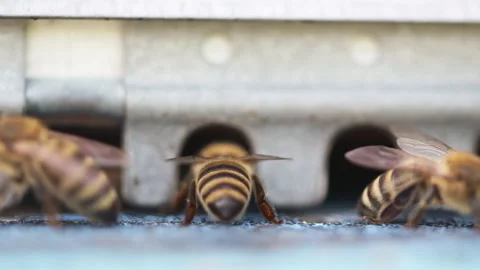 Single Bee Low Angle At Hive Entrance Stock Footage 342022660