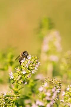 Single bee perched on thyme with pink blooms Stock Photos
