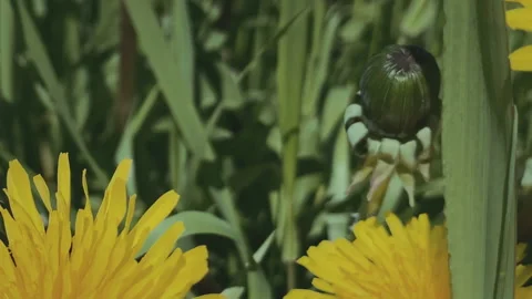 Single bee pollinates a dandelion flower collecting honey, then flies away. Slow Stock Footage 246058534